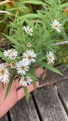Symphyotrichum lanceolatum
