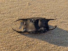 Rostroraja eglanteria