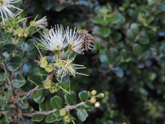 Metrosideros perforata