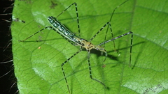 Zelus annulosus