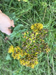 Solidago riddellii