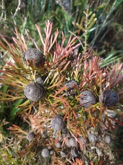 Isopogon