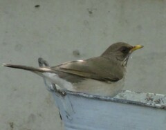 Turdus amaurochalinus