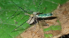 Zelus annulosus