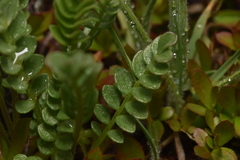 Polemonium pulcherrimum