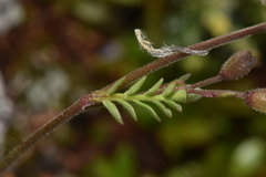 Polemonium pulcherrimum