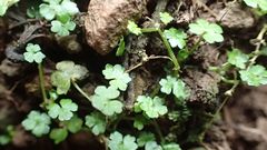 Hydrocotyle microphylla