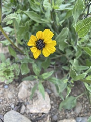 Encelia canescens