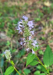 Agastache