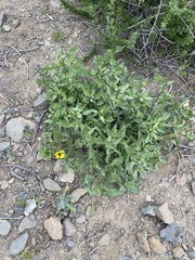 Encelia canescens