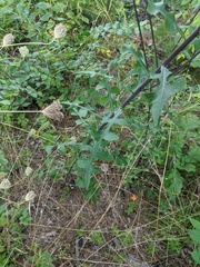 Lactuca hirsuta