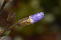 Polemonium pulcherrimum