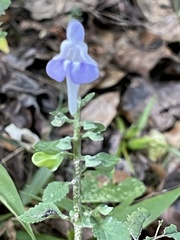Scutellaria