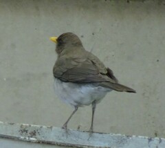 Turdus amaurochalinus