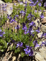 Veronica copelandii