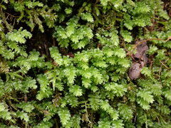 Plagiomnium venustum