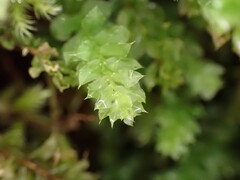 Plagiomnium venustum