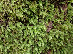 Plagiomnium venustum