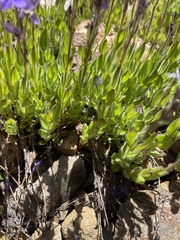 Veronica copelandii
