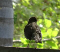Turdus amaurochalinus