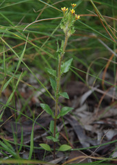 Zaluzianskya divaricata