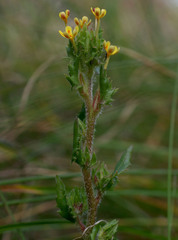 Zaluzianskya divaricata