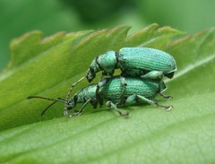 Phyllobius maculicornis