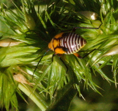 Neocapsus