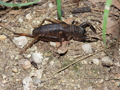 Nesoecia nigrispina