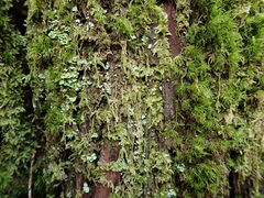 Hypnum circinale