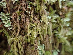Hypnum circinale
