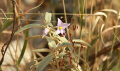 Solanum nemophilum