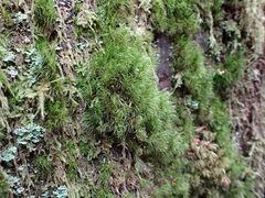Dicranum fuscescens