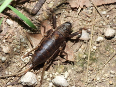 Nesoecia nigrispina