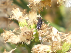 Pompiloidea
