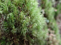 Dicranum fuscescens