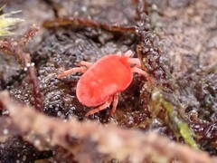 Trombidioidea