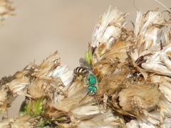 Agapostemon