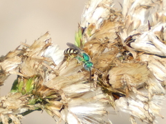 Agapostemon