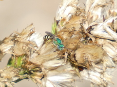 Agapostemon