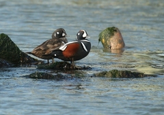 Histrionicus histrionicus