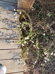 Eriogonum parvifolium