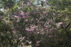 Boronia ledifolia