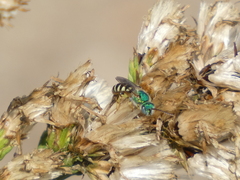 Agapostemon