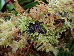 Scytinium polycarpum