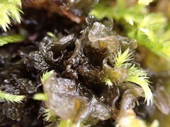 Scytinium polycarpum