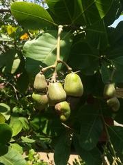 Anacardium occidentale