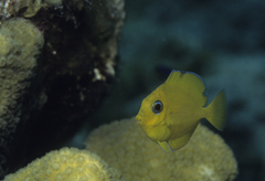Acanthurus coeruleus