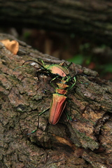 Psalidognathus friendii