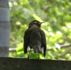 Turdus amaurochalinus